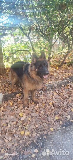 Собака немецкая овчарка