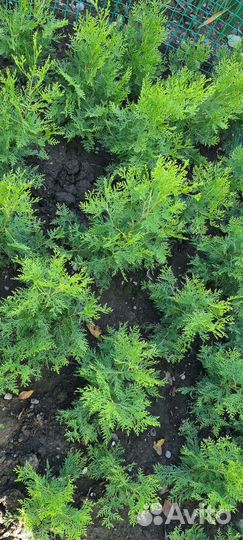 Туя западная желтокончиковая (саженцы)