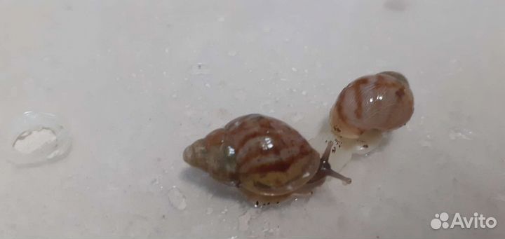 Улитки архахатины