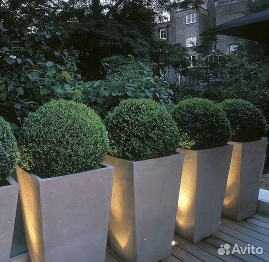 Растения с кашпо для оформления