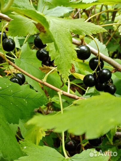 Варенье из малины, смородины Грибы Чай травяной