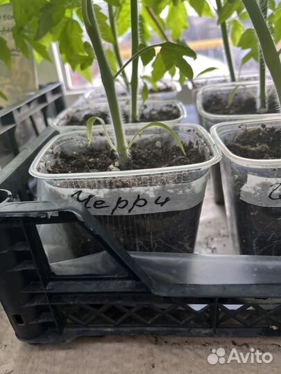 Рассада томатов