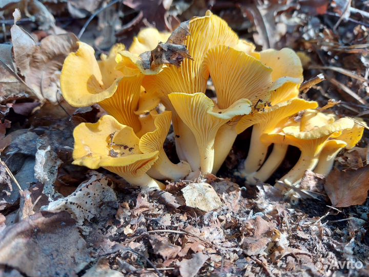 Грибы лисички