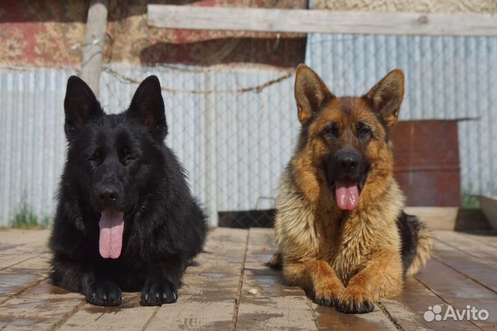 Щенки немецкой овчарки