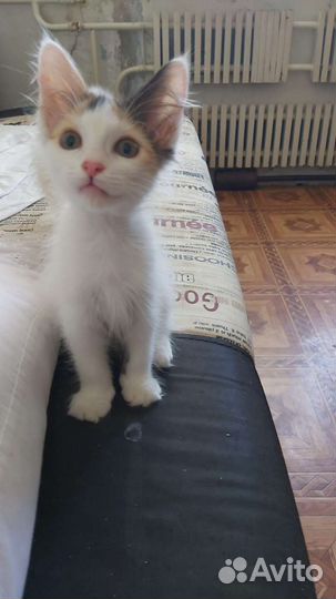 Милые кошечки в добрые руки