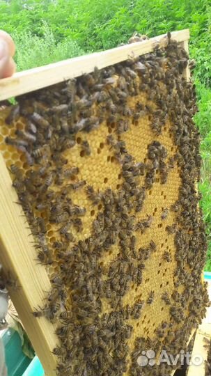 Пчелы и пчелопакеты