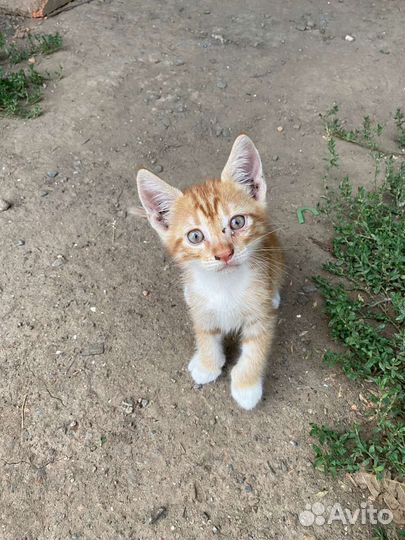 Кошки