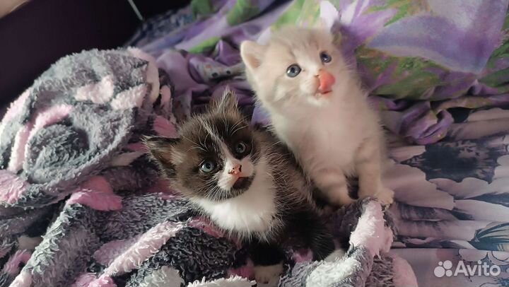 Отдам котят в добрые руки