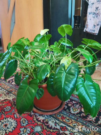 Филодендрон