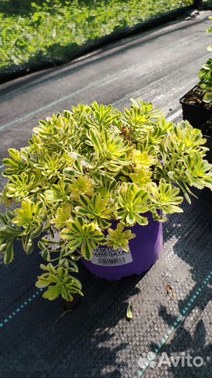 Очиток variegata