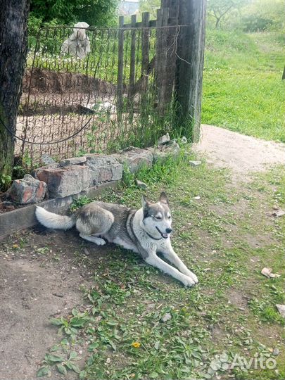 Собака с щенком