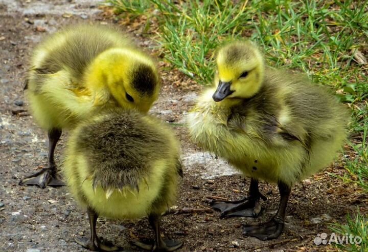 Утята,гусята