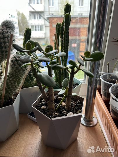 Толстянка «денежное дерево»