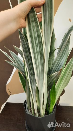 Сансевиерия Манолин