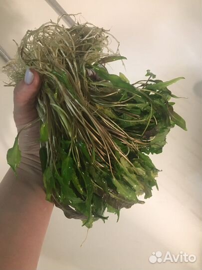 Аквариумные растения