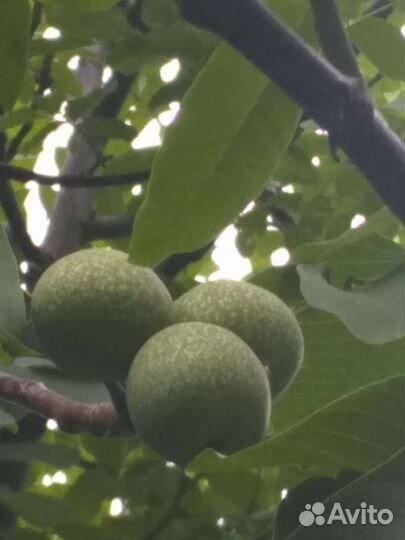 Грецкий орех саженцы