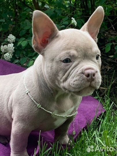 Щенок Американский булли Девочка микро экзот