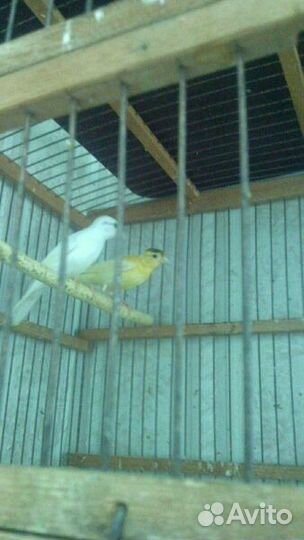 Кенарь. Самцы и самки