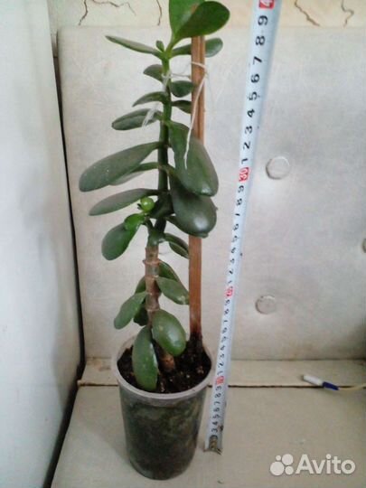 Толстянка Хлорофитум Хавортия Сансевьерия Алоэ