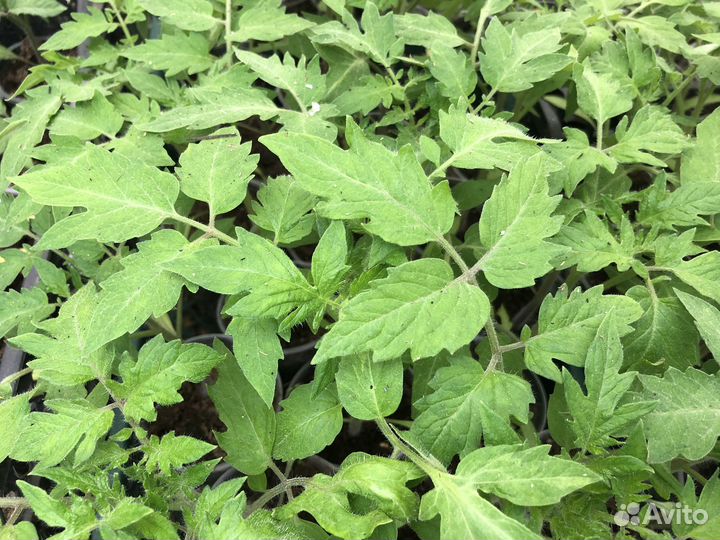 Сезон 2024. Рассада овощей и цветов