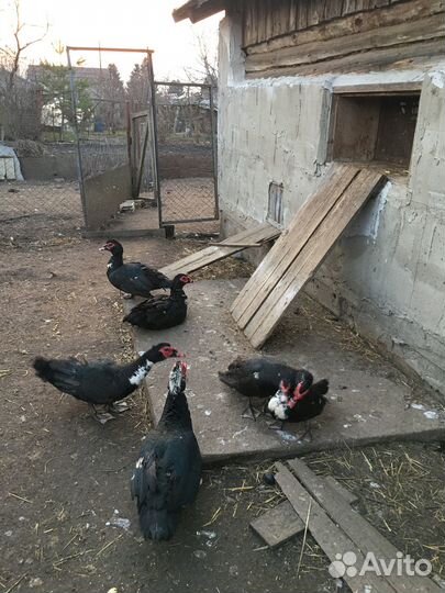 Мускусные утки