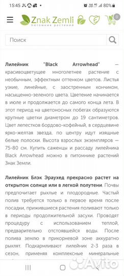 Лилейник Black Arrowhead