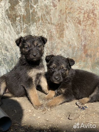 Щенки помесь немецкой овчарки