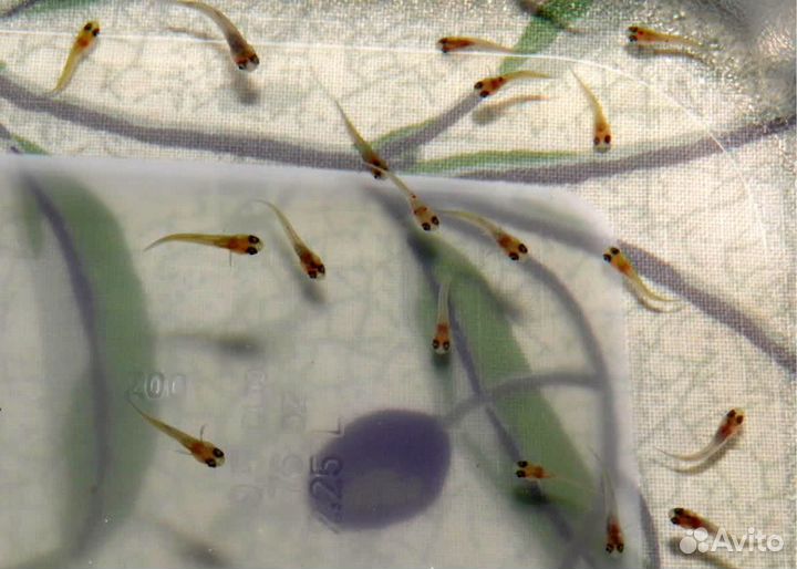 Мальки гуппи