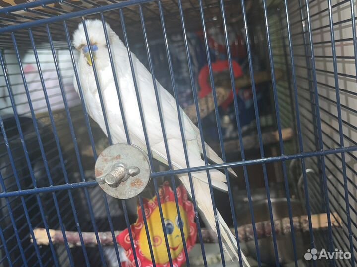 Шикарнейший ввп