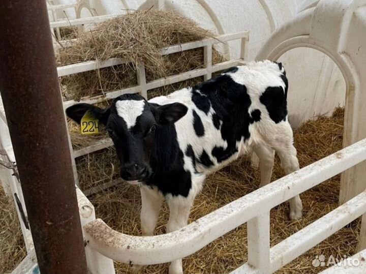 Телята бычки