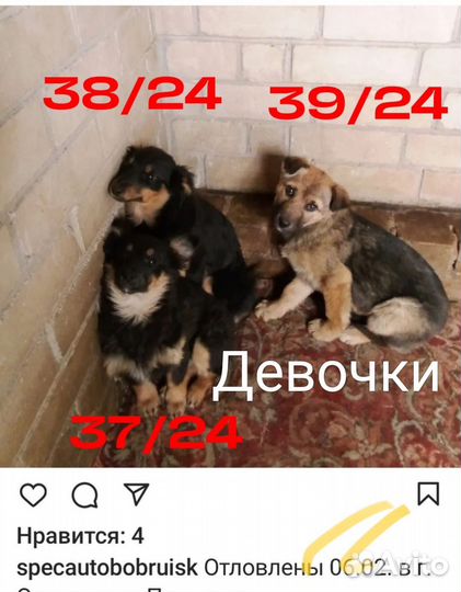 Спасите малышей