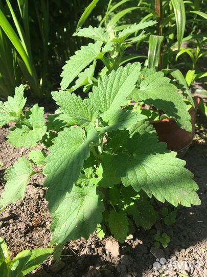 Мелисса лимонная