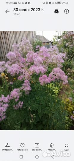 Многолетники для сада