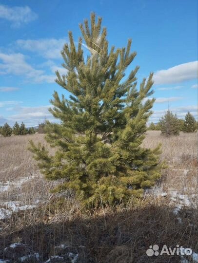 Продам елочки