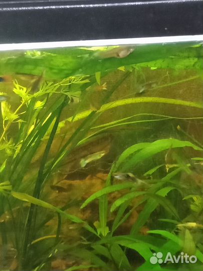 Рыбки гуппи