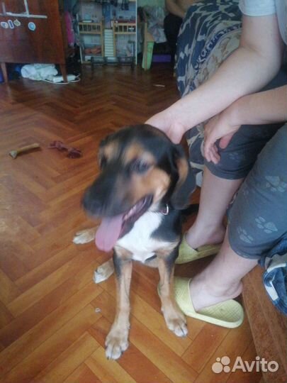 Щенок 4 месяца девочка