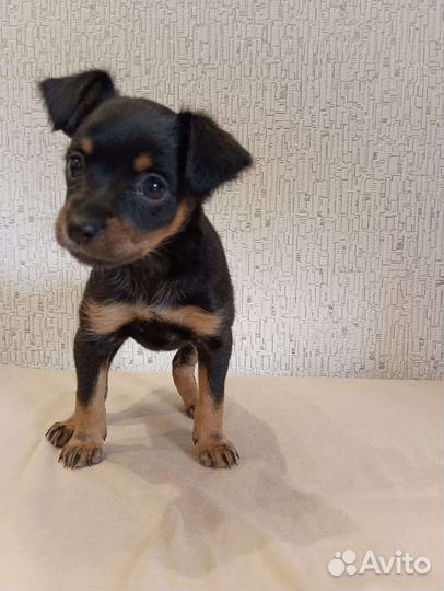 Той-терьер девочка