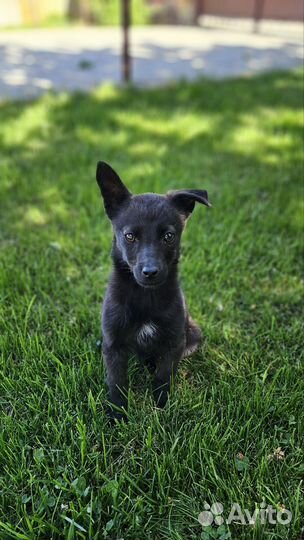 Девочка размером с кошку (5 мес. )