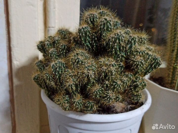 Кактусы и суккуленты