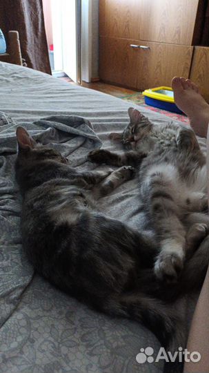 Котята красивучие ассорти