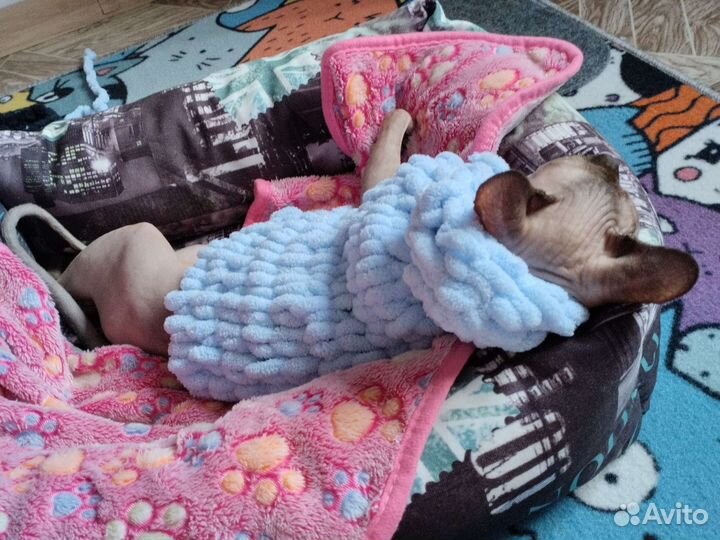 Одежда для животных