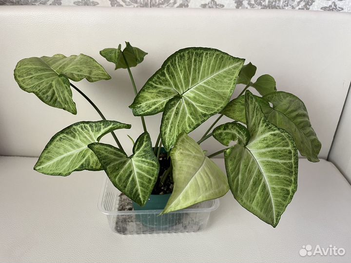Сингониум баттерфляй / комнатный цветок