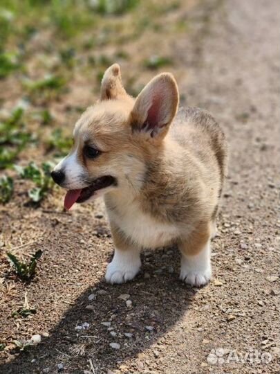 Вельш-корги пемброк щенки