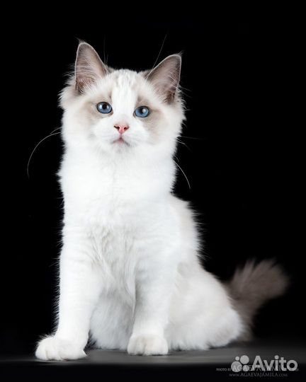 Upper, котенок рэгдолл