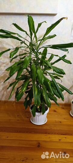 Комнатные растения