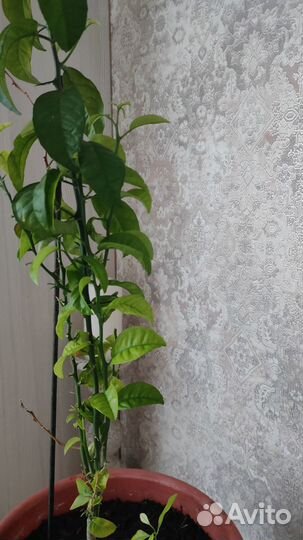 Мандариновое дерево