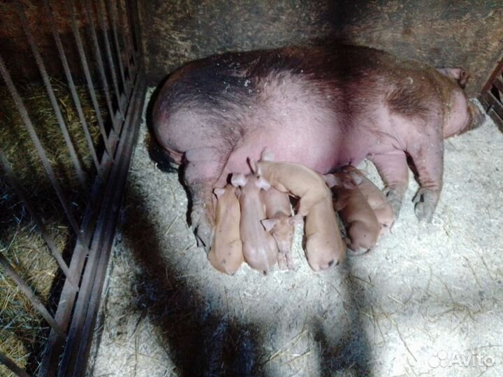 Поросята
