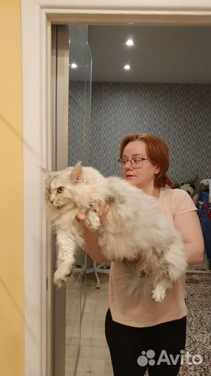 Майн Кун в добрые руки