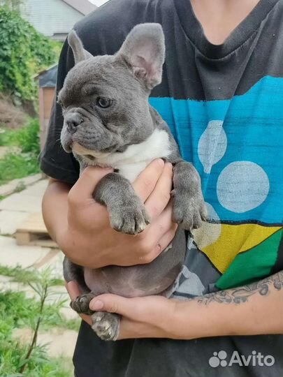 Голубая булочка