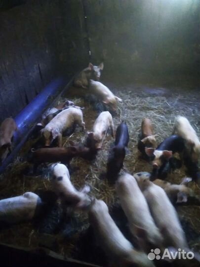 Поросята